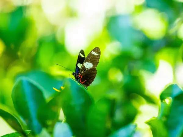 A prayer from St Francis