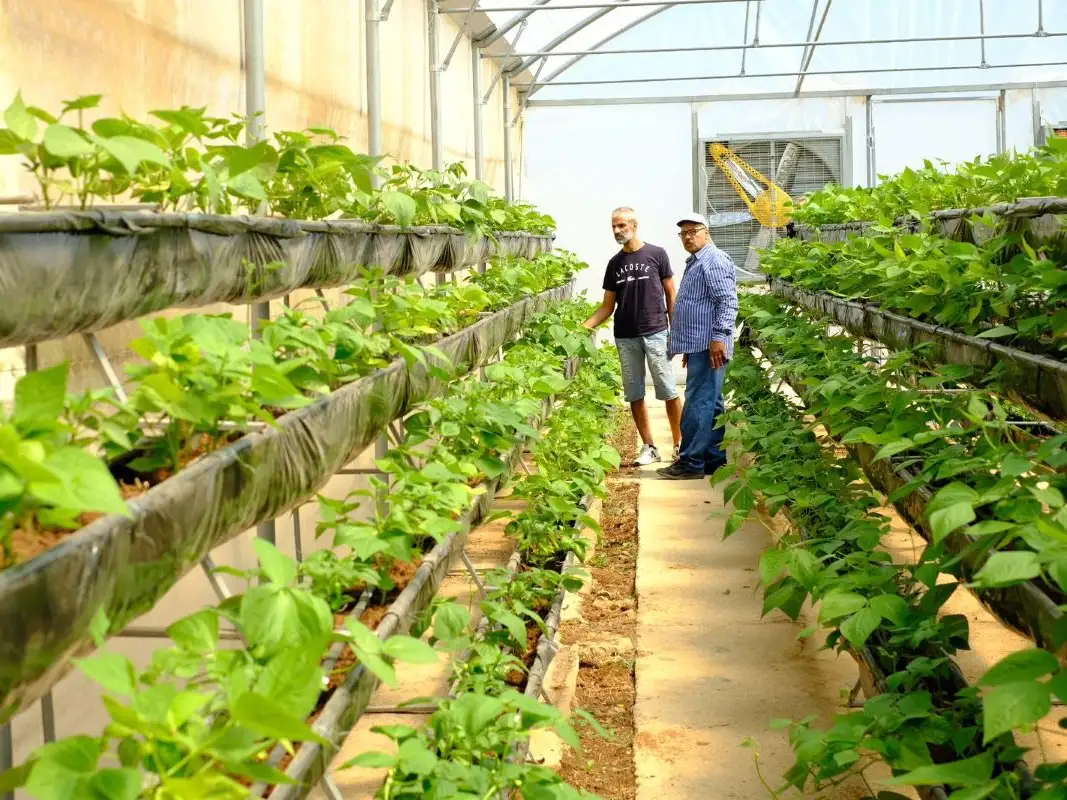 Hydroponic farming in Lebanon