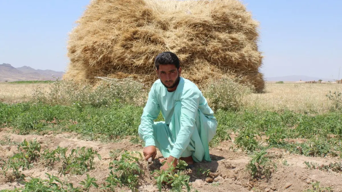 Earning a living in Afghanistan