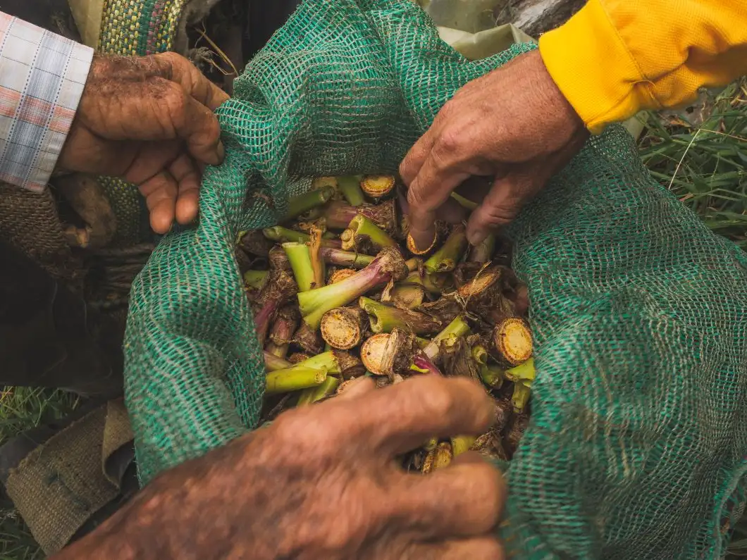 Defending rights, dismantling injustice: CAFOD’s work on human rights, climate justice and peacebuilding in Latin America