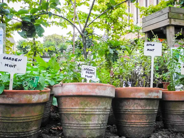 Europe - UK - Herbs grown by volunteers at Norwich Cathedral