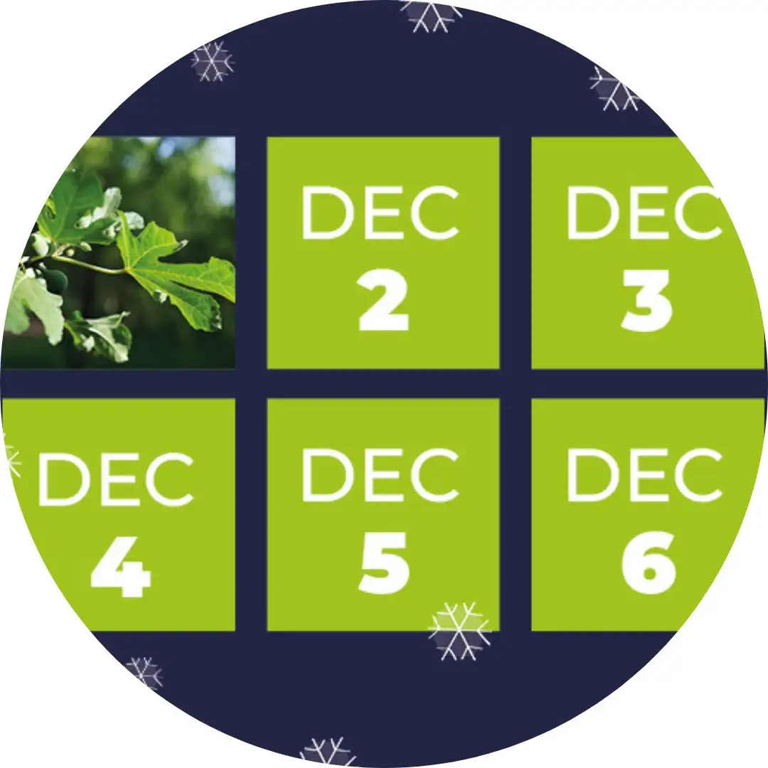 Journey through Advent