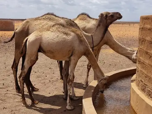Camels drink at the new borehole