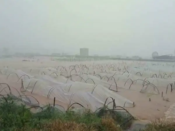 Flooded rice fields after Typhoon Mangkhut.