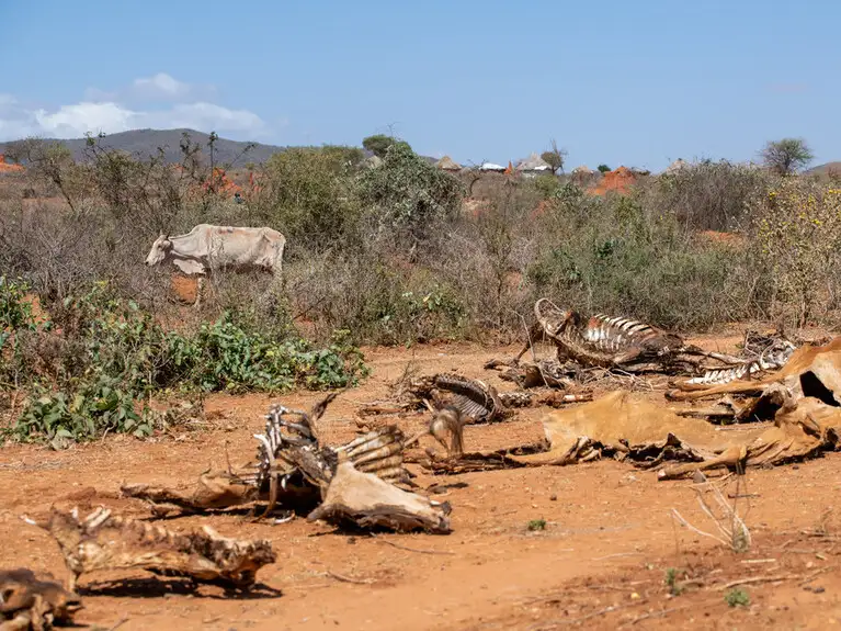 Day 7: Those who suffer