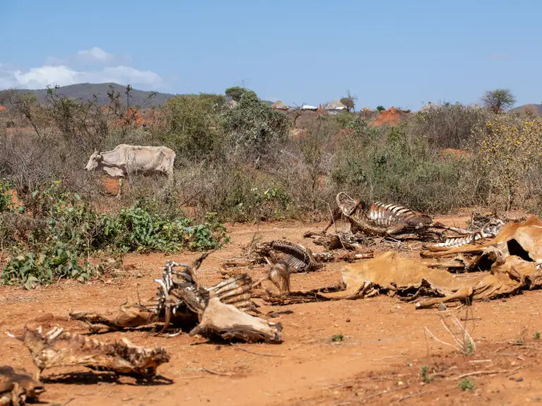 St Francis novena day 7