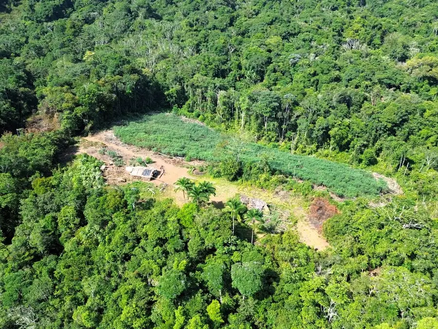 Deforestation in the Amazon