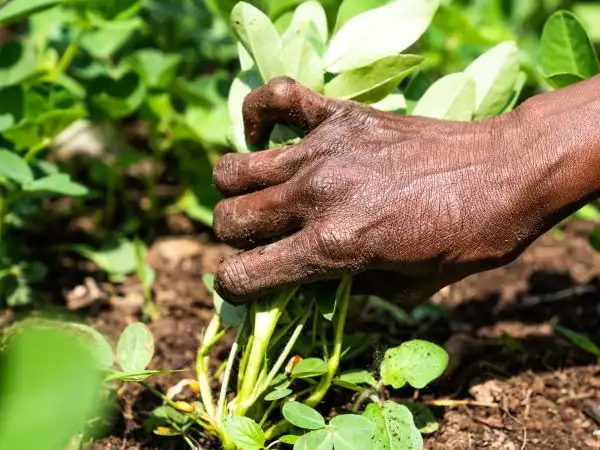 Harnessing the potential of agriculture for people and nature: The role of UK aid