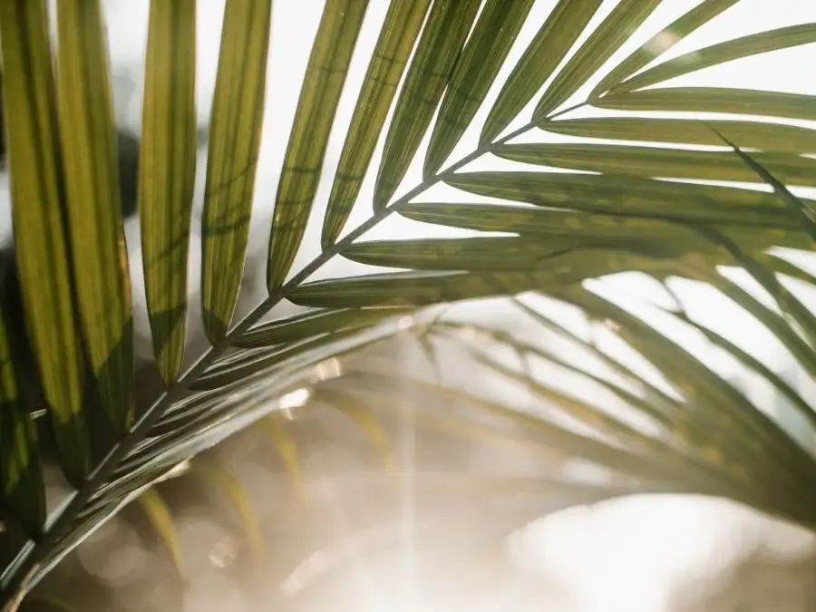 Image - Holy Week family prayers