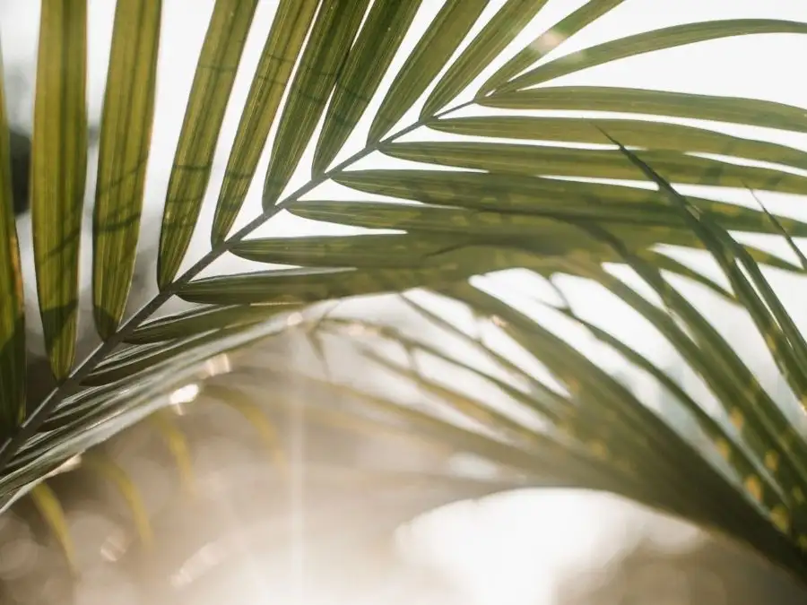 Lent calendar 29 March