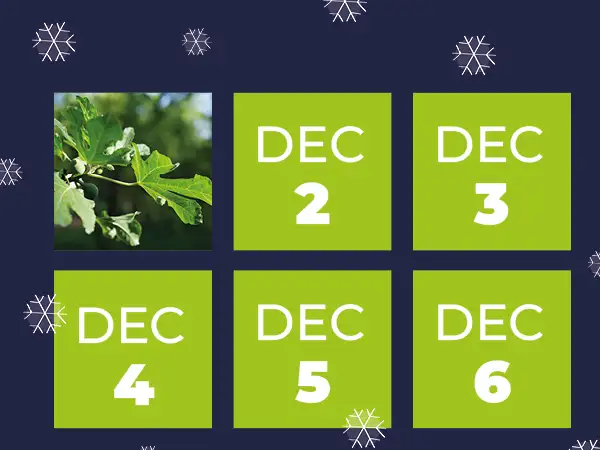 Sign up for Advent emails