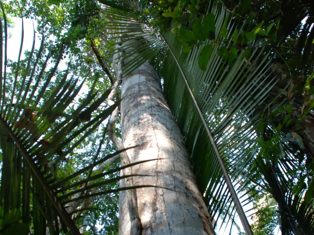 Illegal gold, deforestation and the impact on communities
