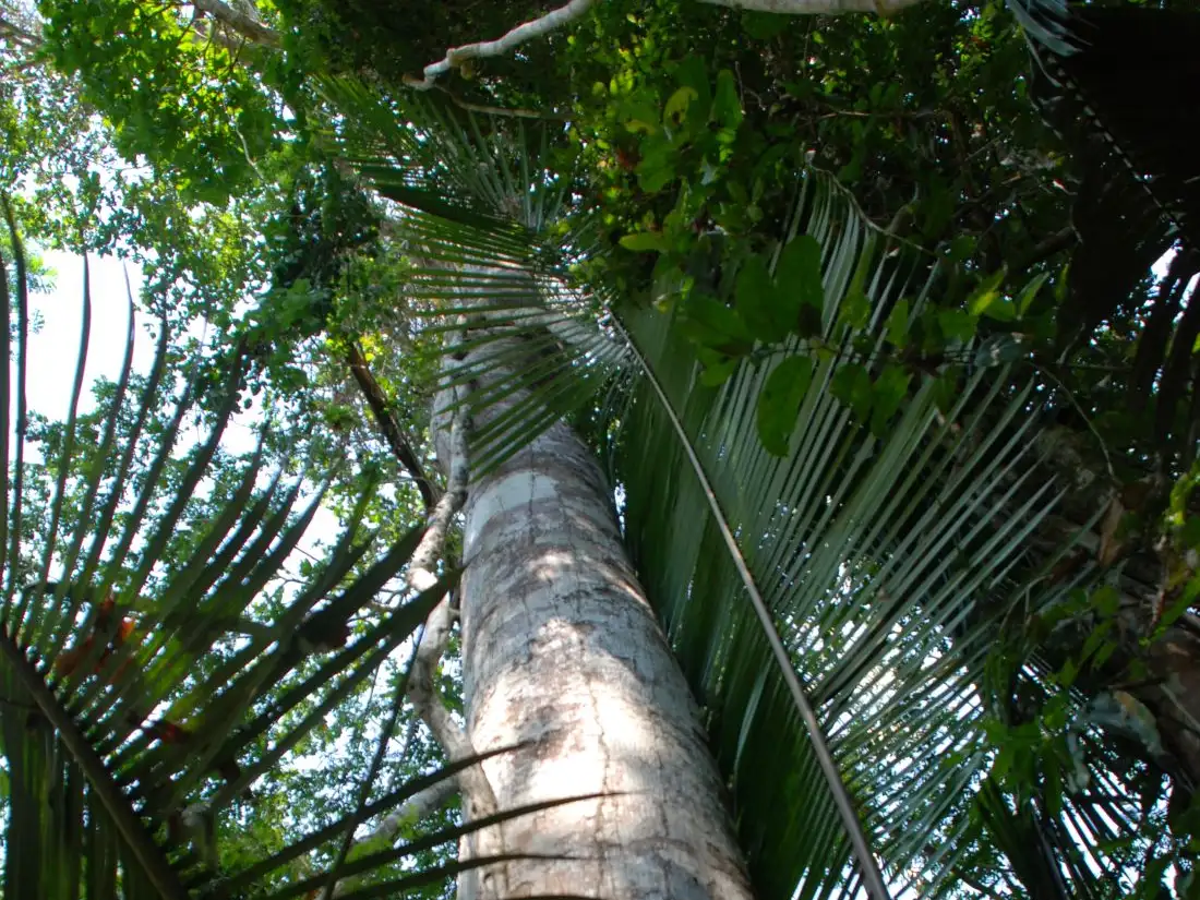 Illegal gold, deforestation and the impact on communities