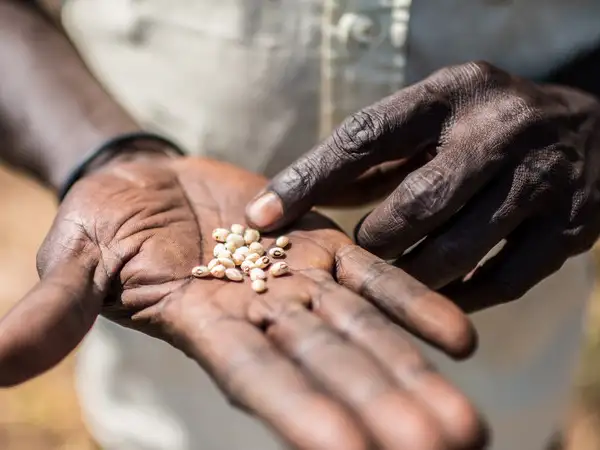 Africa - South Sudan Uganda - Cow peas seeds