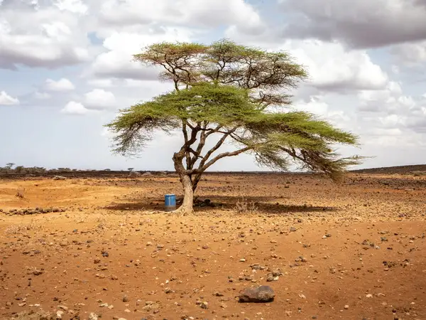 The East Africa crisis is part of the broken global food system