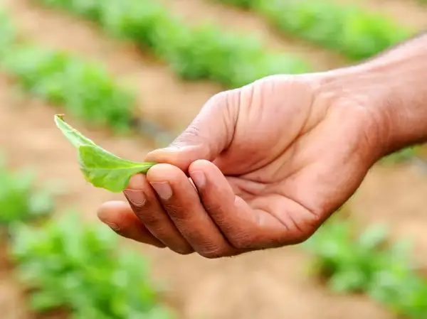 Laudato Si for young people