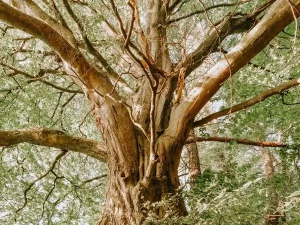 Doncaster primary school children meet Energy and Net Zero Secretary