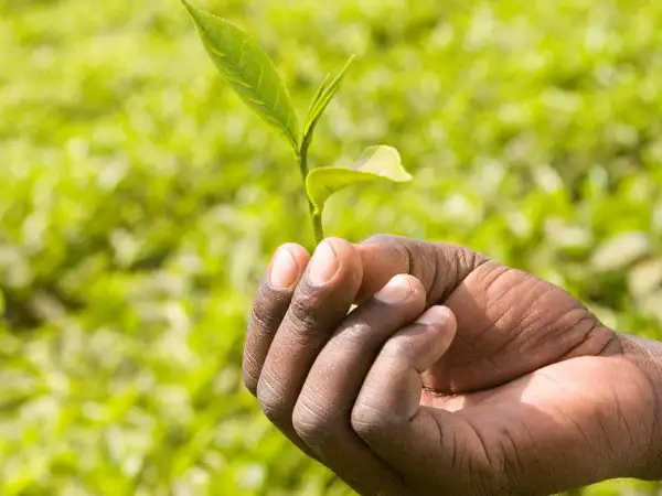 Fairtrade for schools