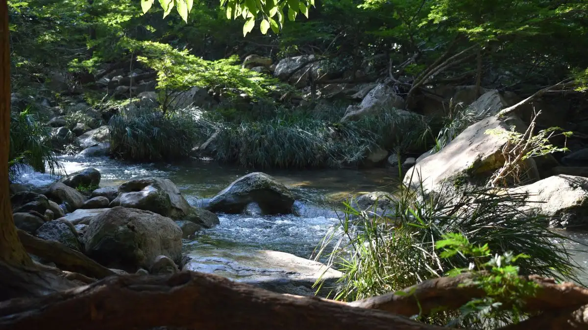 Bruno Creek.jpg