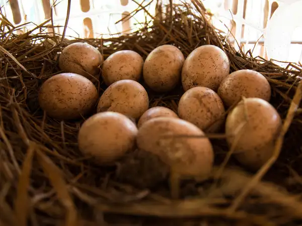 Samorn's chickens' eggs, Cambodia