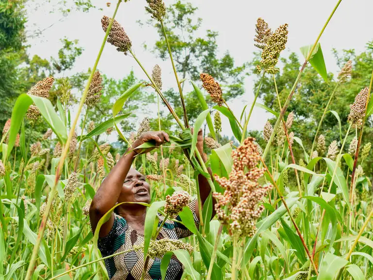 CAFOD submission to DEFRA consultation on plant varieties and seeds framework for precision bred plant varieties