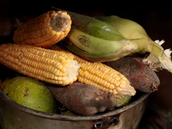 How the UK Government can support transformational action in the global food system