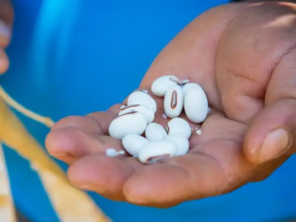 Latin America- El Salvador- fruit seeds